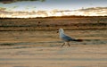 Seagull in the sand of a beach