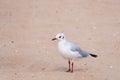 Seagull on sand, Bird, seagull Background