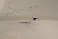 Seagull on sand dune Royalty Free Stock Photo