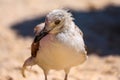 Seagull, sand and the sea Royalty Free Stock Photo