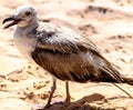 Seagull, sand and the sea Royalty Free Stock Photo