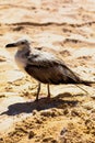 Seagull, sand and the sea Royalty Free Stock Photo