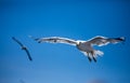 Seagull Royalty Free Stock Photo