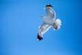 Seagull Royalty Free Stock Photo