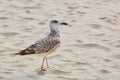 Seagull on Sand Royalty Free Stock Photo