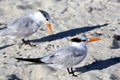 Seagull on the sandy beach