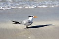 Seagull on the sandy beach