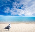 Seagull on Sandy Beach With Gentle Waves and Sunny Skies