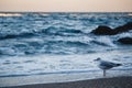 Seagull on the sandy beach looking in the ocean. Evening light. Royalty Free Stock Photo