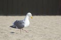 Seagull Sandy Beach