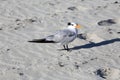 Seagull on the sandy beach