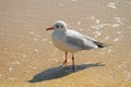 Seagull on the sandy seashore