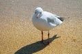 Seagull on the sandy seashore