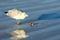 Seagull On Sarasota Beach