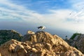 A seagull sat placidly and grooming on top of a rock in the PeÃÂ±on de Ifach. Royalty Free Stock Photo