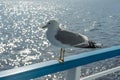 Seagull on the railing of a tourist ship. Royalty Free Stock Photo