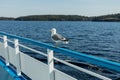 Seagull on the railing of a tourist ship. Royalty Free Stock Photo