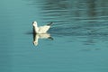 Seagull resting on the water Royalty Free Stock Photo