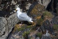 Seagull sat on rock