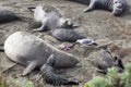 Seagull Scavenges on Beach Surrounded by Northern Elephant Seals