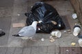 A seagull looking for food in a bin bag in the UK
