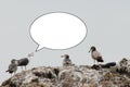 Seagull scolding other gulls sitting on the stone. Speech balloon, copy space for text, funny wild birds.