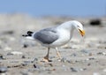 Seagull Royalty Free Stock Photo