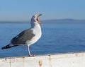 Seagull screaming on blue ocean background