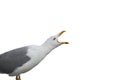 Seagull screaming isolated in white background