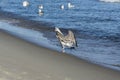 Seagull screaming on a sandy beach Royalty Free Stock Photo