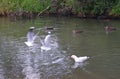 Seagull screaming and scare other birds