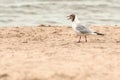 Seagull screaming while walking on the beach sand