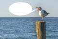 Seagull screaming on a wooden column