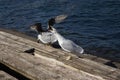 Seagull screaming on wooden pier. Gulls on the ocean coast. Wild birds concept. Wildlife background.