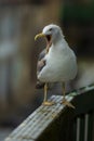 A seagull screams sitting on the balcony railing.