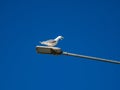 A screaming seagull sits on a light pole Royalty Free Stock Photo