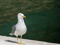 Seagull Royalty Free Stock Photo