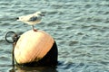 Seagull in sea