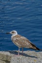 Seagull by the sea close up portrait image Royalty Free Stock Photo