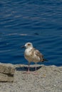 Seagull by the sea close up portrait image Royalty Free Stock Photo