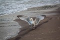 Seagull on the coast of England. Royalty Free Stock Photo
