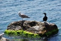 Seagull and sea duck on a large stone. Royalty Free Stock Photo