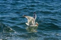 Seagull on the sea while fishing