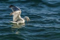 Seagull on the sea while fishing