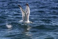 Seagull on the sea while fishing