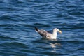 Seagull on the sea while fishing