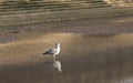 Seagull on sea front Royalty Free Stock Photo