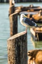 Seagull and Sea lions at Pier 39 San Francisco, California Royalty Free Stock Photo