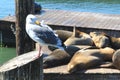 Seagull and Sea Lions at Pier 39 at Fisherman`s Wharf, San Francisco, USA Royalty Free Stock Photo