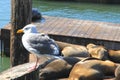 Seagull and Sea Lions at Pier 39 at Fisherman`s Wharf, San Francisco, USA Royalty Free Stock Photo